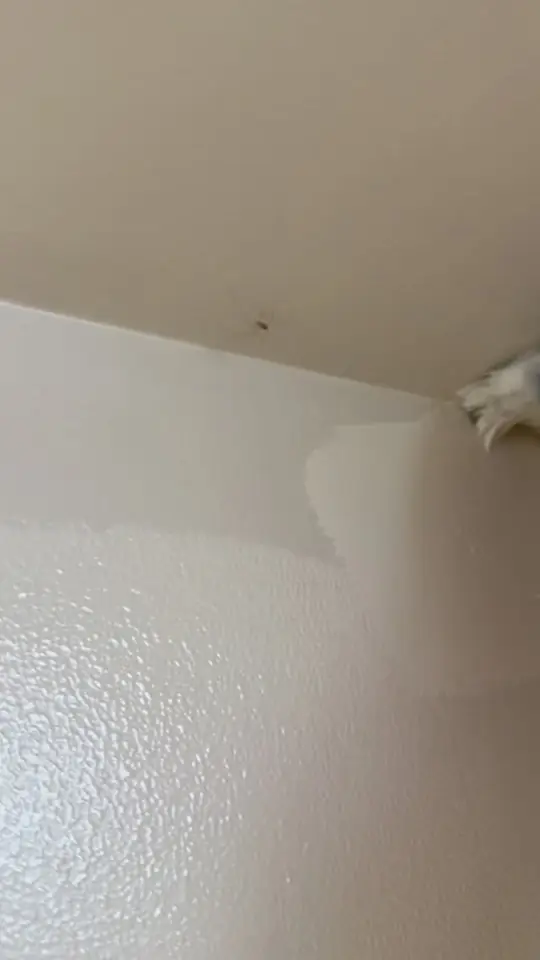 Why do bugs love new drywall corners?